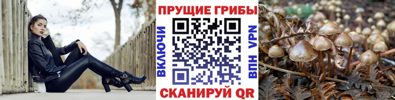 Купить  Острогожск  Псилоцибиновые грибы Psilocybine cubensis 